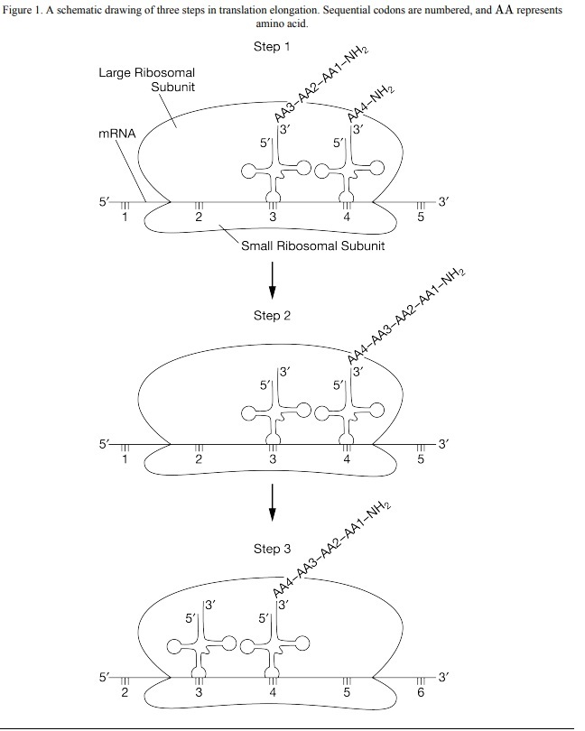Figure 1. Three steps in translation elongation